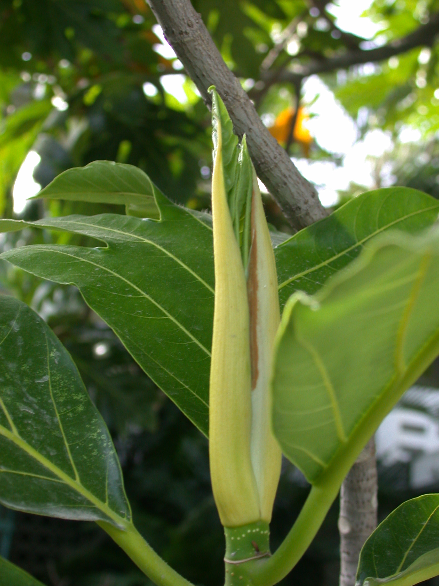 Moraceae Artocarpus altilis