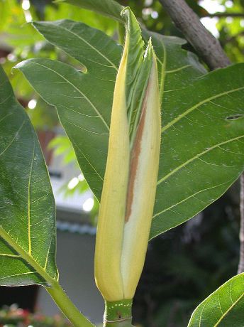 Moraceae Artocarpus altilis