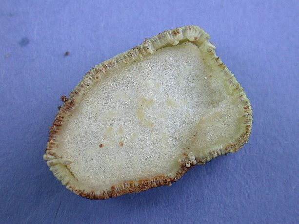 Moraceae Artocarpus altilis