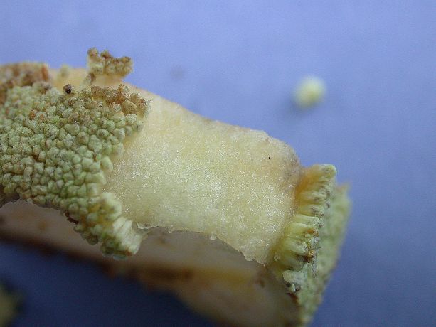 Moraceae Artocarpus altilis