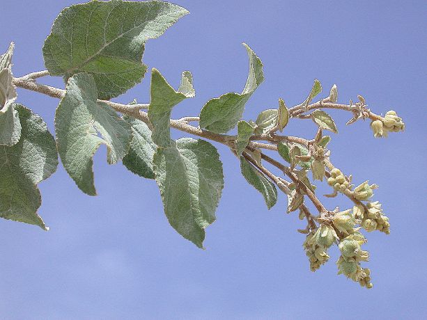 Euphorbiaceae Croton 