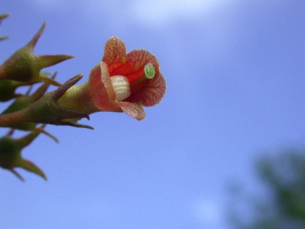 Gesneriaceae  