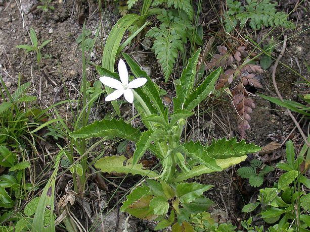 Campanulaceae Hippobroma longiflora