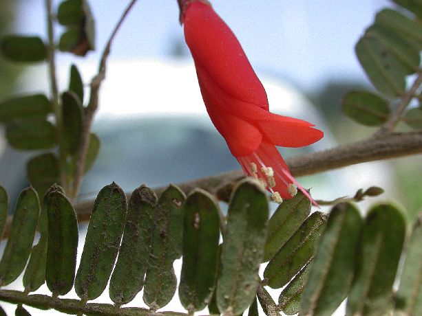 Fabaceae Poitea galegoides