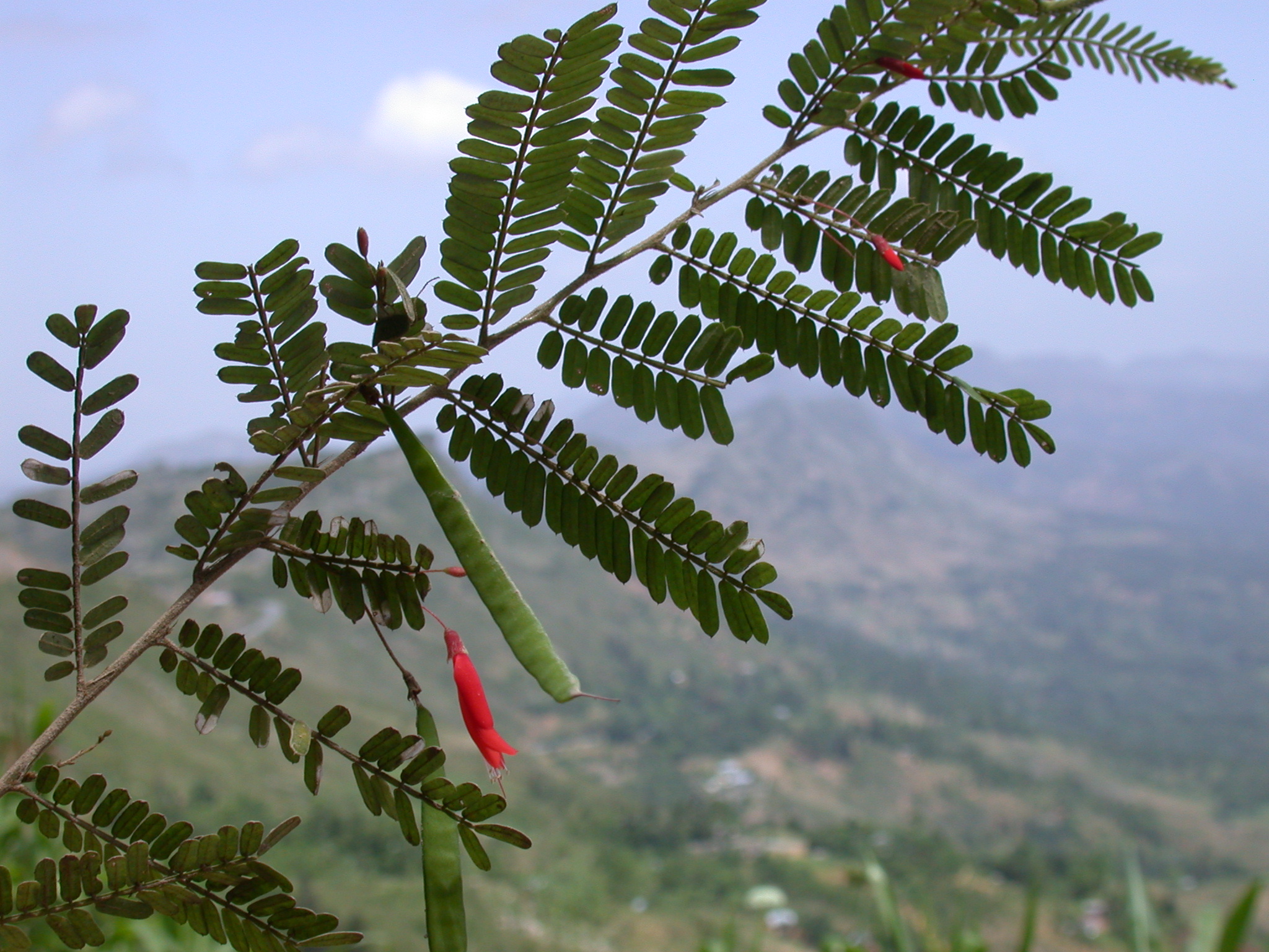 Fabaceae Poitea galegoides