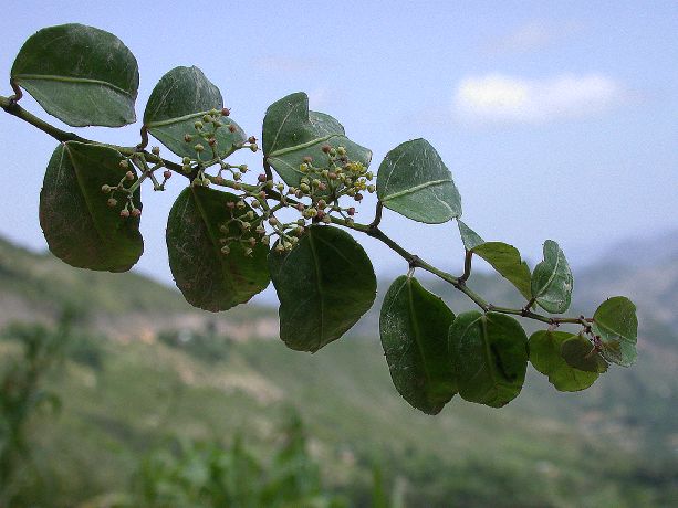 Vitaceae Cissus 