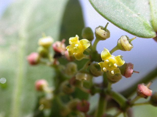 Vitaceae Cissus 