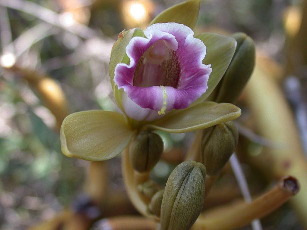 Orchidaceae Vanilla 