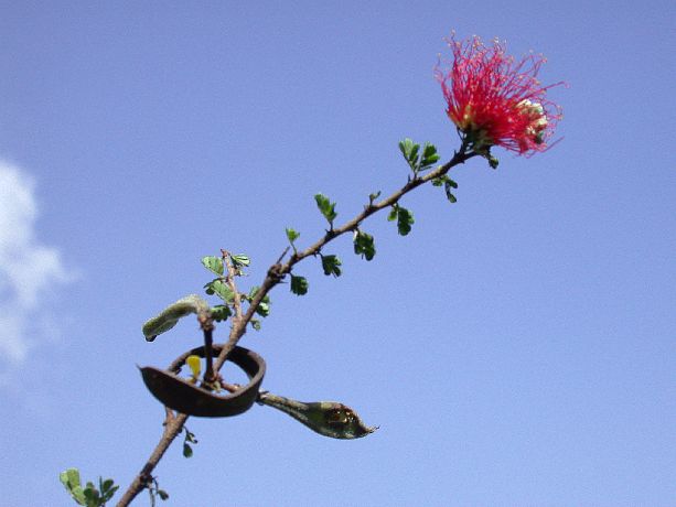 Fabaceae Calliandra haematomma