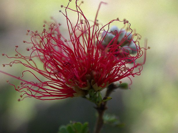 Fabaceae Calliandra haematomma