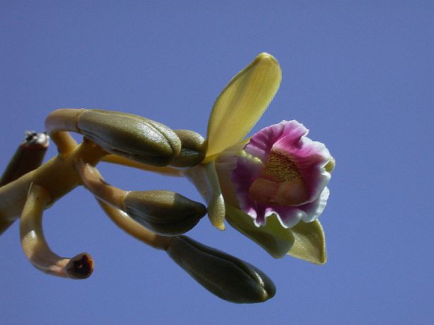 Orchidaceae Vanilla 