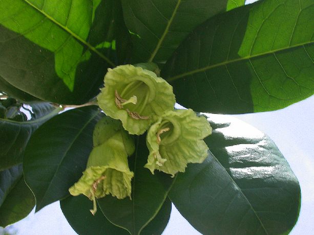 Bignoniaceae Amphitecna latifolia