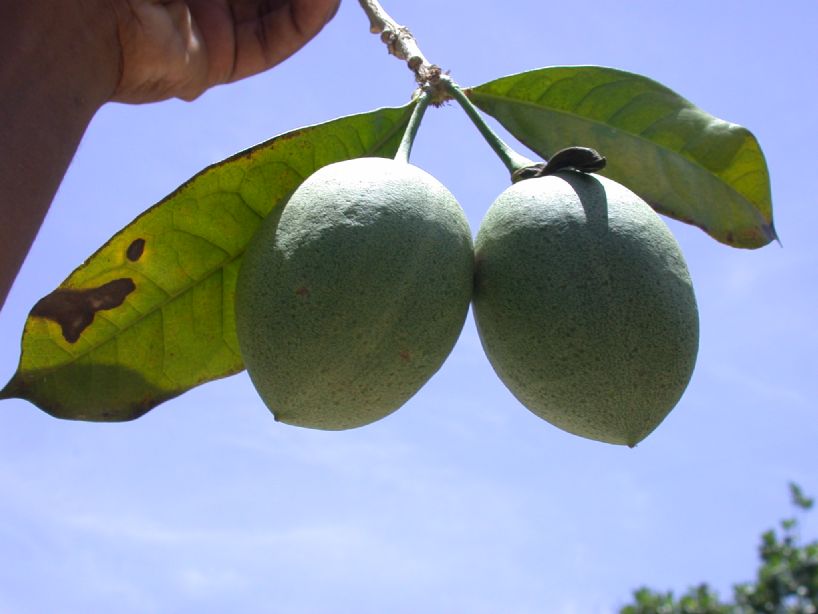 Bignoniaceae Amphitecna latifolia