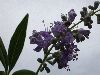 image of Vitex agnus-castus