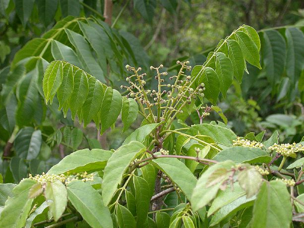 Meliaceae Trichilia hirta