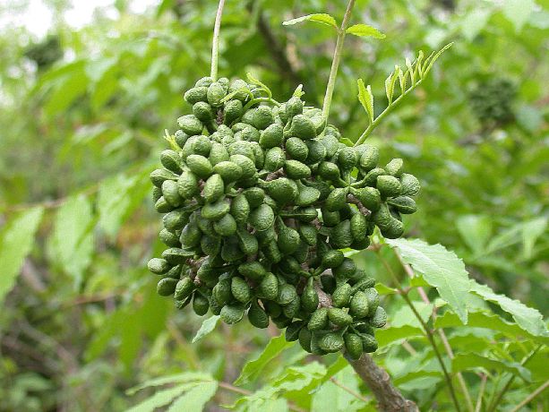 Rutaceae Zanthoxylum 