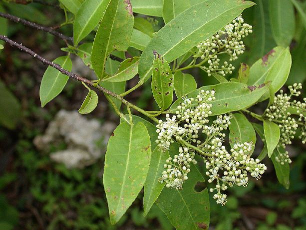 Rutaceae Zanthoxylum monophyllum