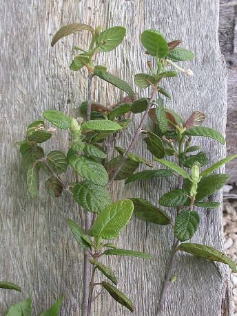 Rubiaceae Guettarda 