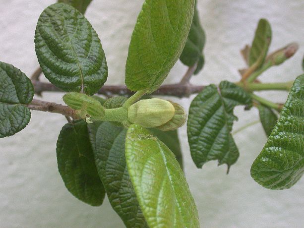 Rubiaceae Guettarda 