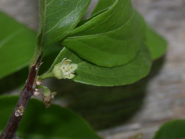 Salicaceae Casearia aculeata