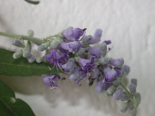 Lamiaceae Vitex agnus-catus