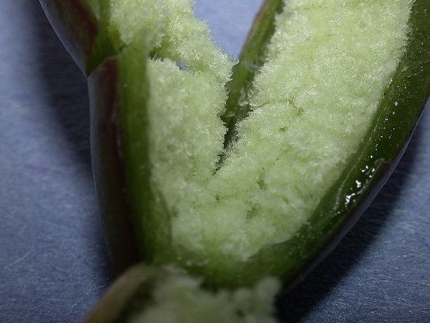 Orchidaceae Broughtonia domingensis