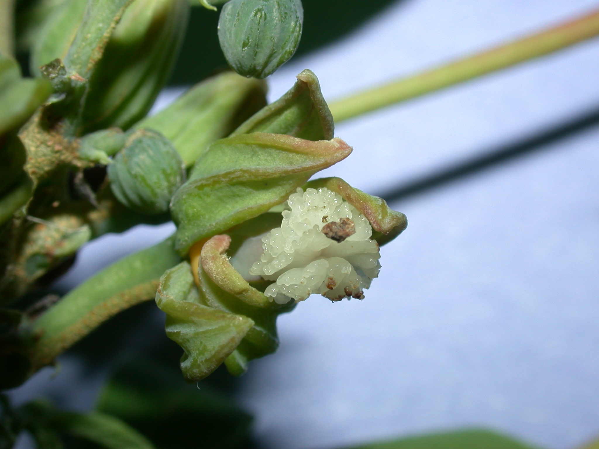 Euphorbiaceae Manihot esculenta