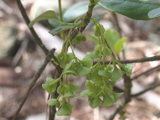 Rubiaceae Phyllomelia coronata