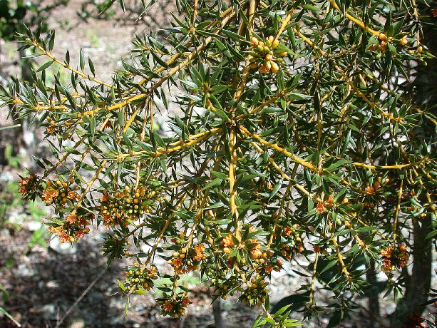 Primulaceae Jacquinia brunnescens