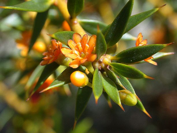 Primulaceae Jacquinia brunnescens