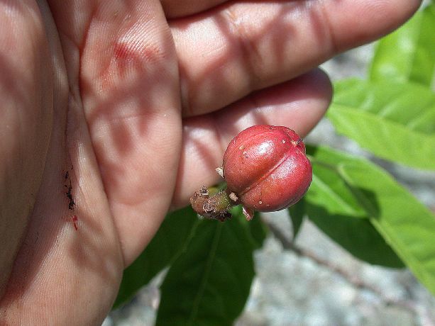 Euphorbiaceae Jatropha nipensis