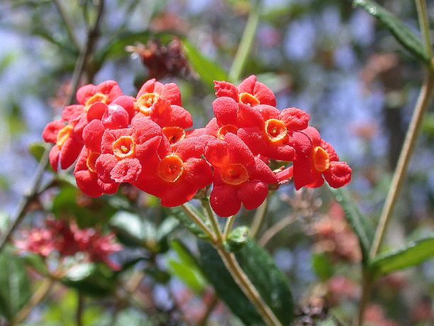 Rubiaceae Rondeletia odorata