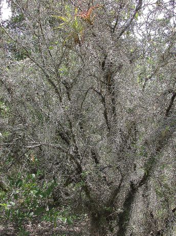 Fabaceae Acacia daemon