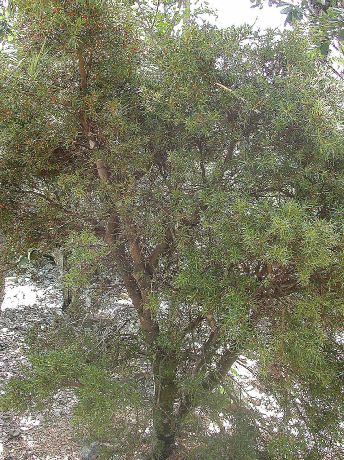 Primulaceae Jacquinia brunnescens