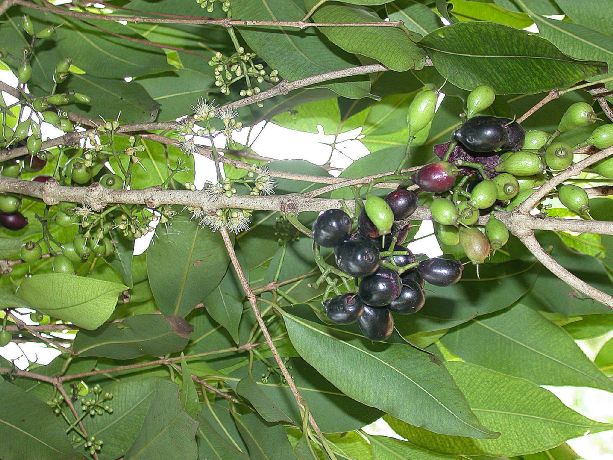 Myrtaceae Syzygium cumini