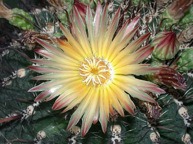 Cactaceae Ferocactus horridus