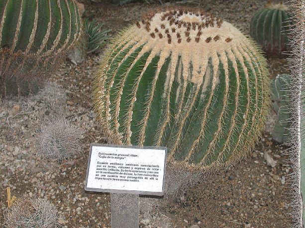 Cactaceae Echinocactus grusonii