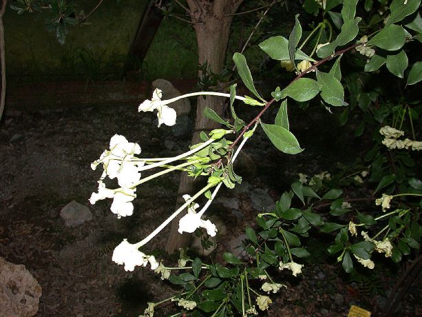 Solanaceae Brunfelsia nitida