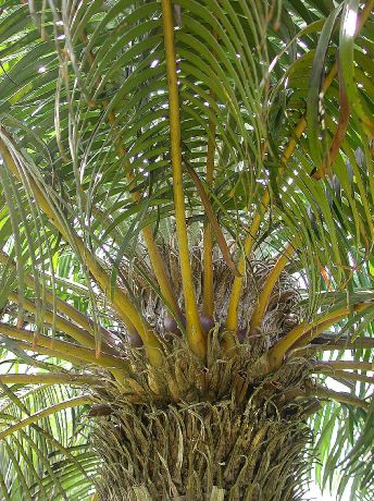 Zamiaceae Microcycas calocoma