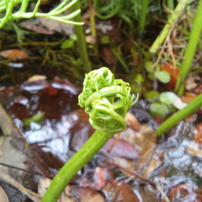 Pteridaceae Ceratopteris pteridoides