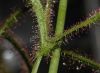 image of Drosera binata