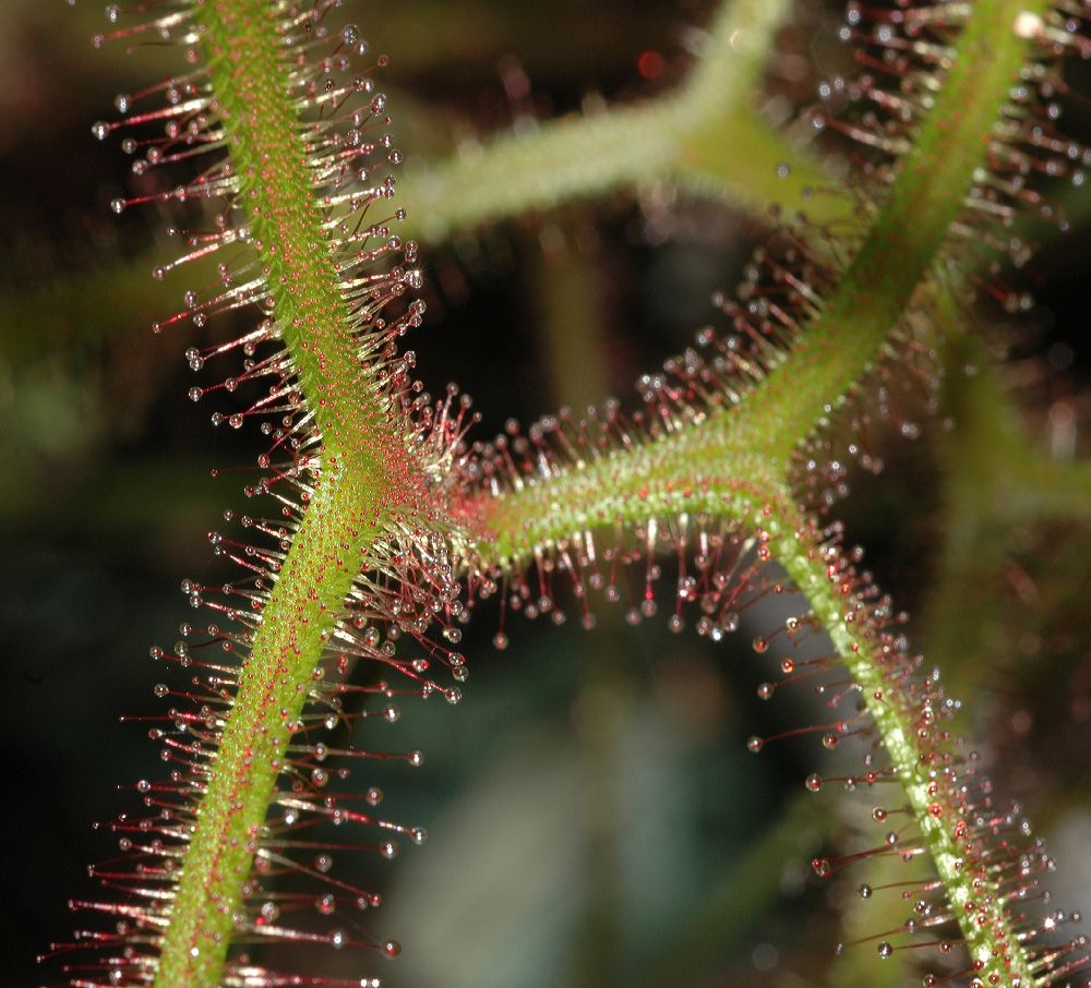 Droseraceae Drosera binata