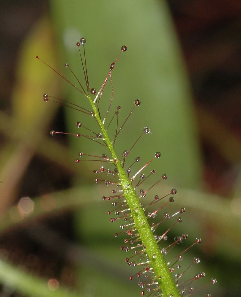 Droseraceae Drosera binata