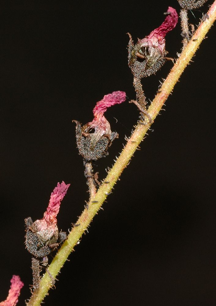 Droseraceae Drosera binata