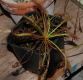 image of Drosera 