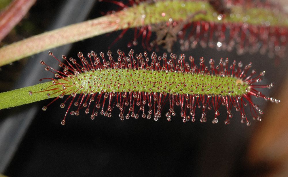 Droseraceae Drosera 