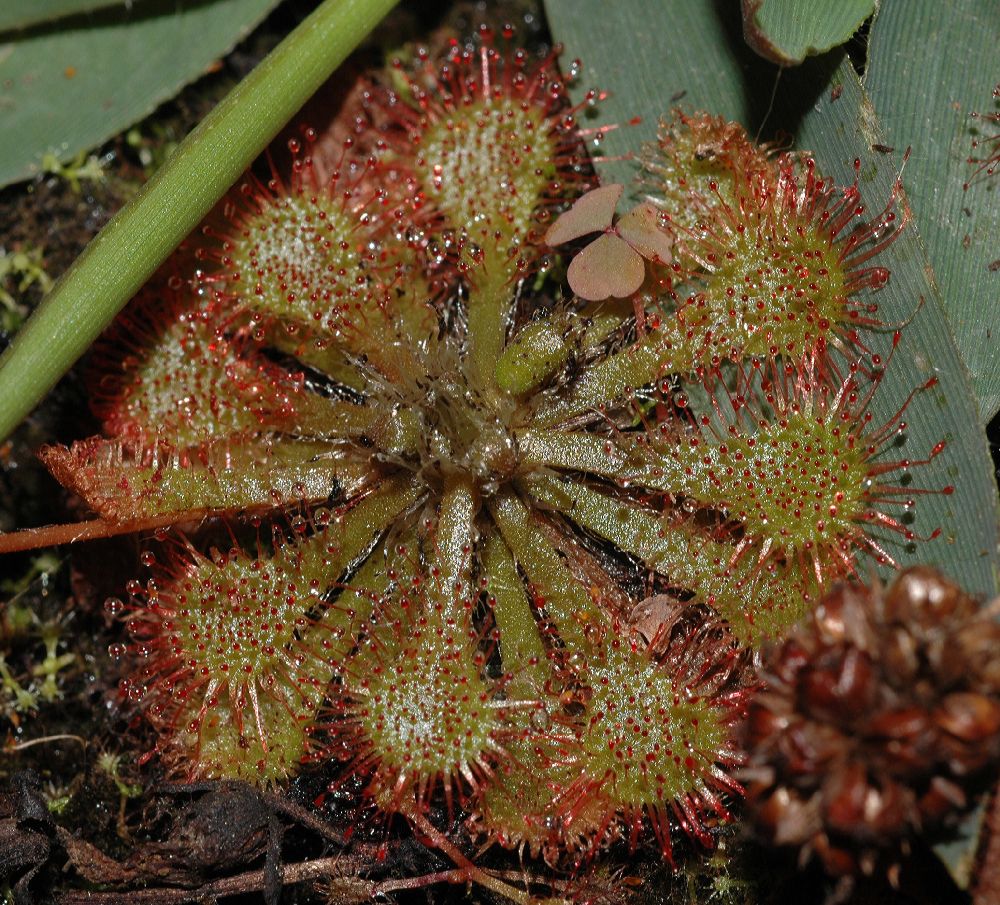 Droseraceae Drosera 