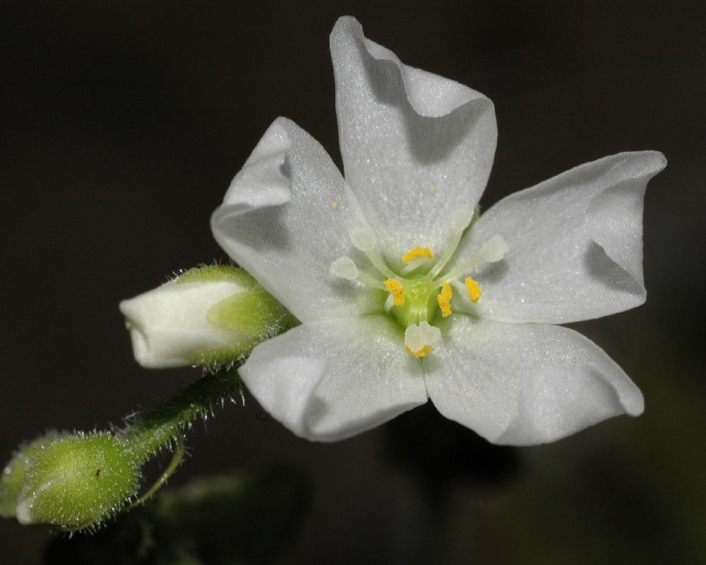 Droseraceae Drosera capensis