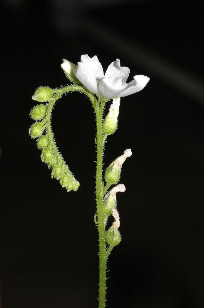 Droseraceae Drosera capensis