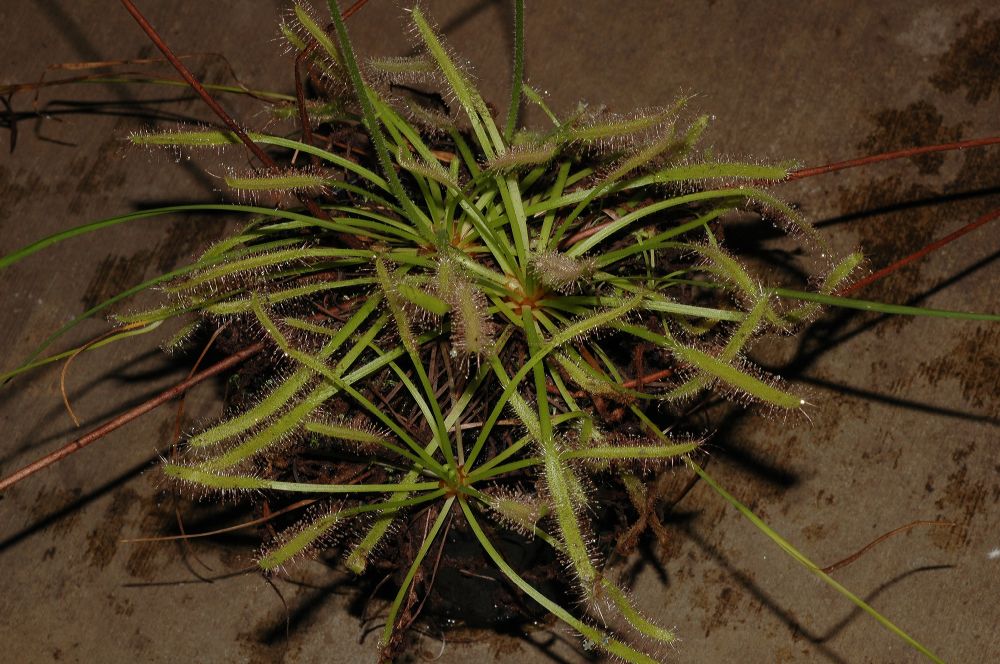 Droseraceae Drosera capensis